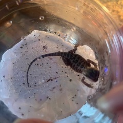 フトアゴベビー