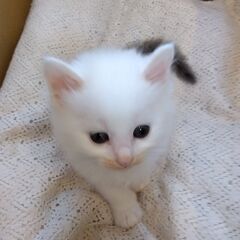 白グレー男の子　里親さん募集します🐈