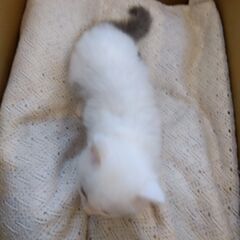 白グレー男の子　里親さん募集します🐈（お話し中） − 神奈川県