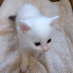 白グレー男の子　里親さん募集します🐈（お話し中） - 横浜市