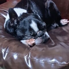 中型犬ですが小さく、足は長いです