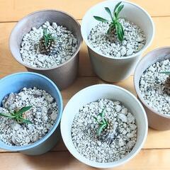 ユーフォルビア　パイナップルコーン　ソテツキリン　蘇鉄麒麟　一鉢