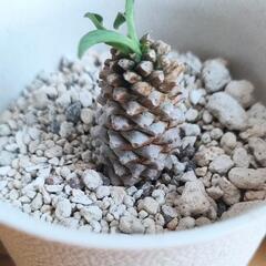 ユーフォルビア　パイナップルコーン　ソテツキリン　蘇鉄麒麟　一鉢の画像