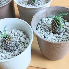 ユーフォルビア　パイナップルコーン　ソテツキリン　蘇鉄麒麟　一鉢の画像