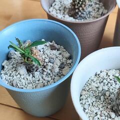 ユーフォルビア　パイナップルコーン　ソテツキリン　蘇鉄麒麟　一鉢の画像