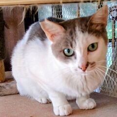 綺麗なサバシロ君