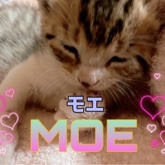 モエ 猫エイズキャリア 子猫 メス
