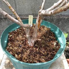 ブルーベリー苗　ピンクレモネードの画像