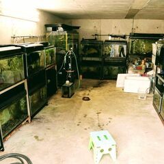 四万十川産淡水魚各種買い取ります。