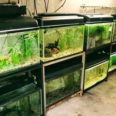 沖縄産淡水魚の仕入先を探しています。