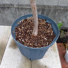 ブルーベリー苗　ピンクレモネードの画像