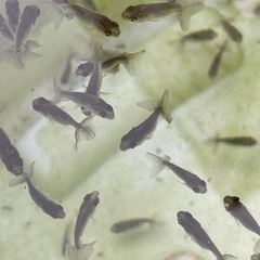 らんちゅうの稚魚　