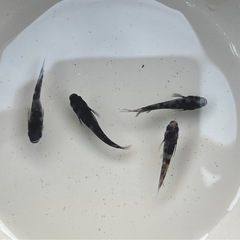 墨碧眼　めだか