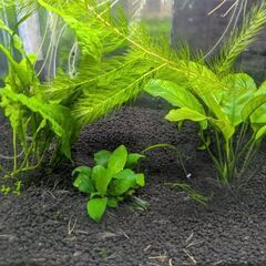 水草色々まとめての画像
