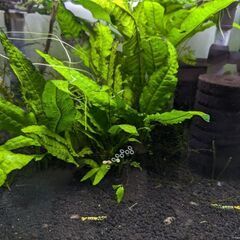 水草色々まとめて