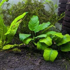 水草色々まとめての画像