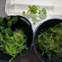 水草色々まとめての画像
