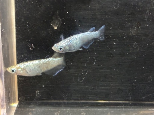 メダカ‼️レックウザトリオ?
