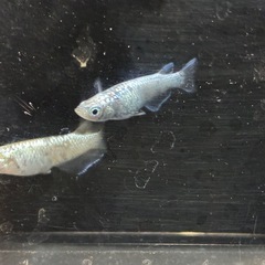 メダカ‼️レックウザトリオ🐟の画像