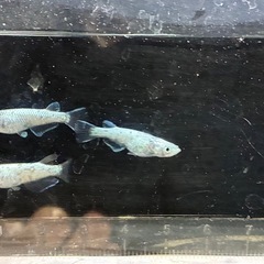 メダカ‼️レックウザトリオ🐟の画像