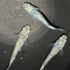 メダカ‼️レックウザトリオ🐟の画像