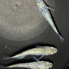 メダカ‼️レックウザトリオ🐟の画像