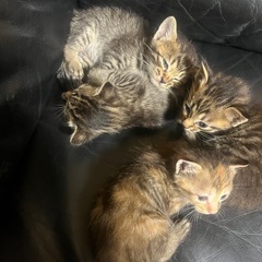 よろしくお願いします、