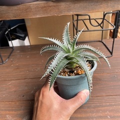ディッキア1の画像