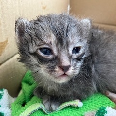 子猫姉妹です。2匹で引き取りいただける方希望