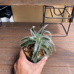 ディッキア2の画像