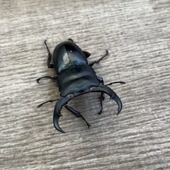 【♂単品】シェンクリングオオクワガタの画像