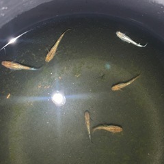 メダカセット綺麗なラメ系めだか 10匹程度