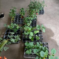 接木苗各種
