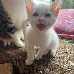 白い子猫ちゃん
