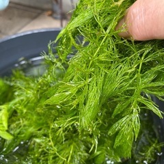 水草