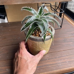 ディッキア5の画像