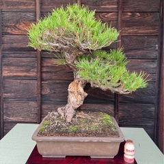 【圧巻！】赤松　盆栽🪴