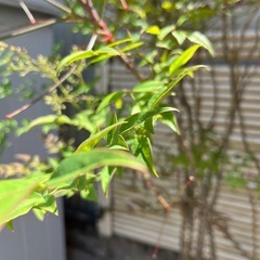 No.139　庭木　アオダモの画像