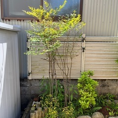 No.139　庭木　アオダモ