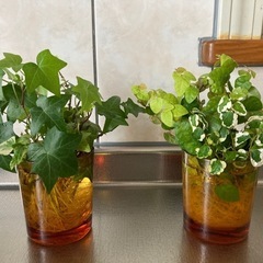 プミラ＆ヘデラ🌱セット