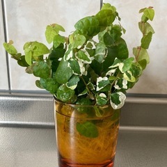お値下げ‪☆プミラ＆ヘデラ🌱セットの画像