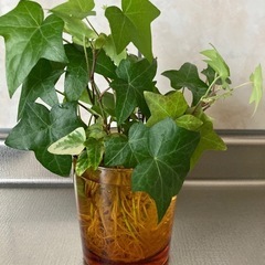 お値下げ‪☆プミラ＆ヘデラ🌱セットの画像