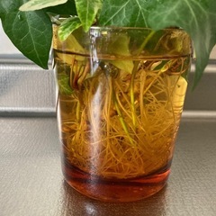 お値下げ‪☆プミラ＆ヘデラ🌱セットの画像
