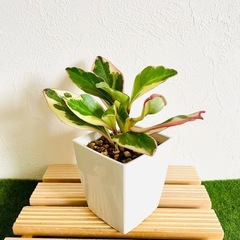ペペロミア　ジェリー　観葉植物　鉢植え　そのまま飾れる　無機質の土
