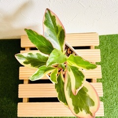 ペペロミア　ジェリー　観葉植物　鉢植え　そのまま飾れる　無機質の土の画像