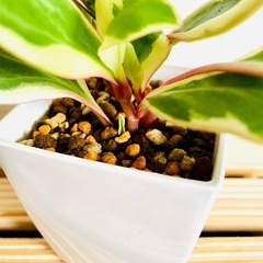 ペペロミア　ジェリー　観葉植物　鉢植え　そのまま飾れる　無機質の土の画像