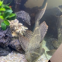 セルフィンプレコの画像