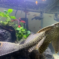 セルフィンプレコの画像