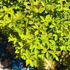 No.142　庭木　デュランタの画像