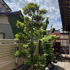 No.143　庭木　セイヨウヒイラギ